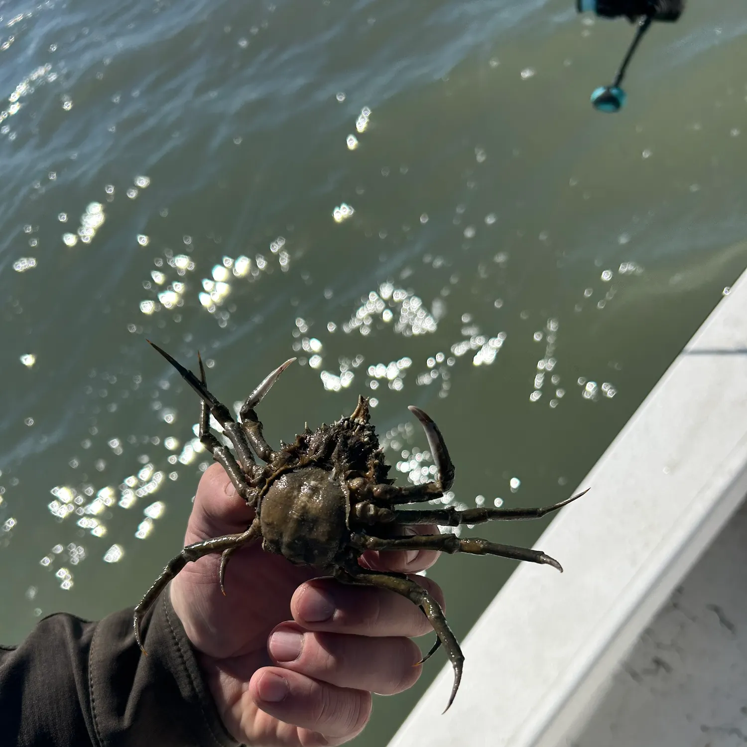 The most recent Opilio snow crab catches on Fishbrain