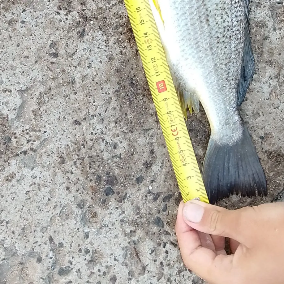 The most recent Javelin grunter catches on Fishbrain