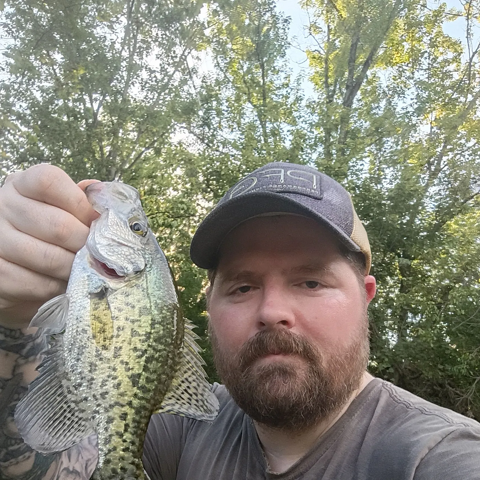 Black crappie caught on Fishbrain