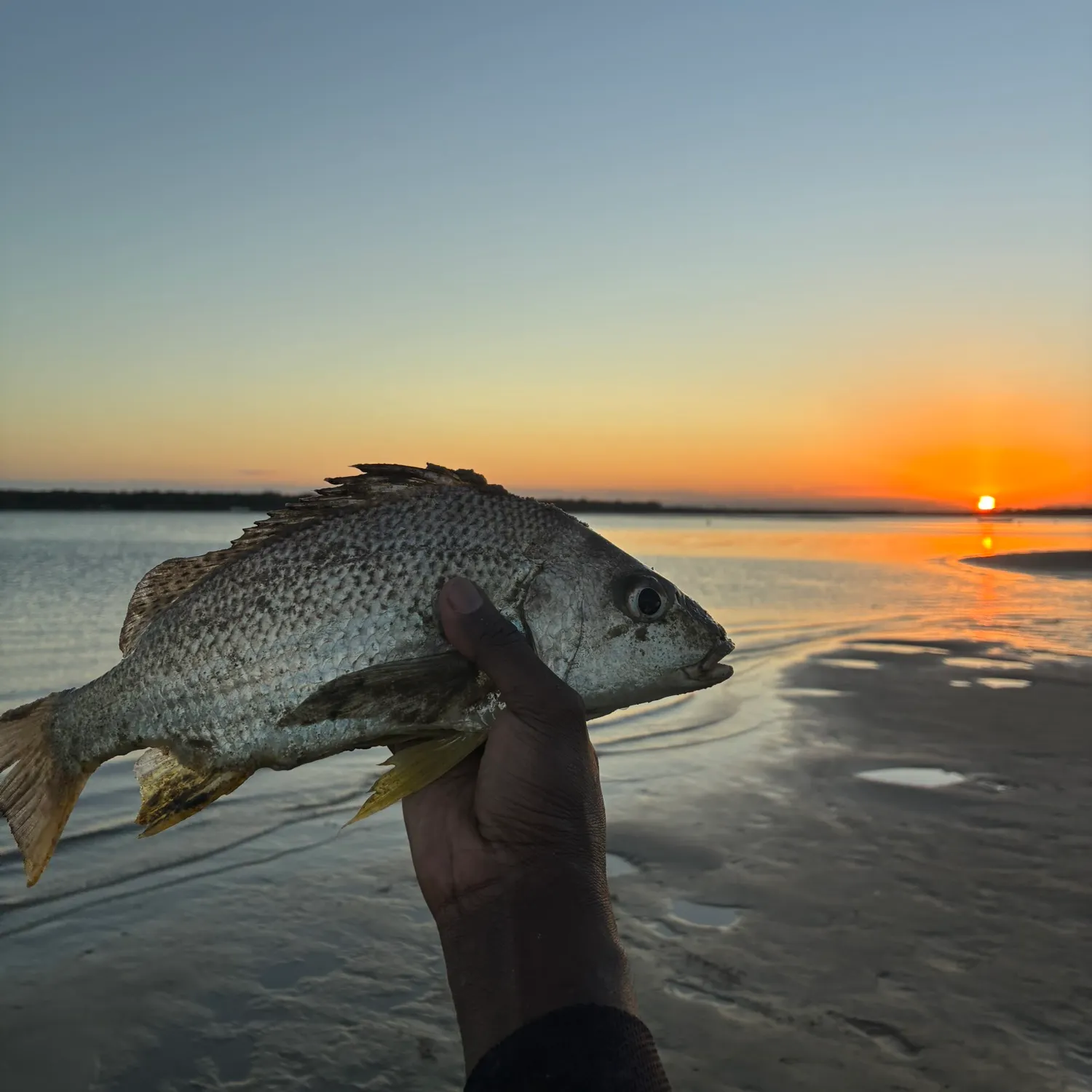 The most recent Javelin grunter catches on Fishbrain