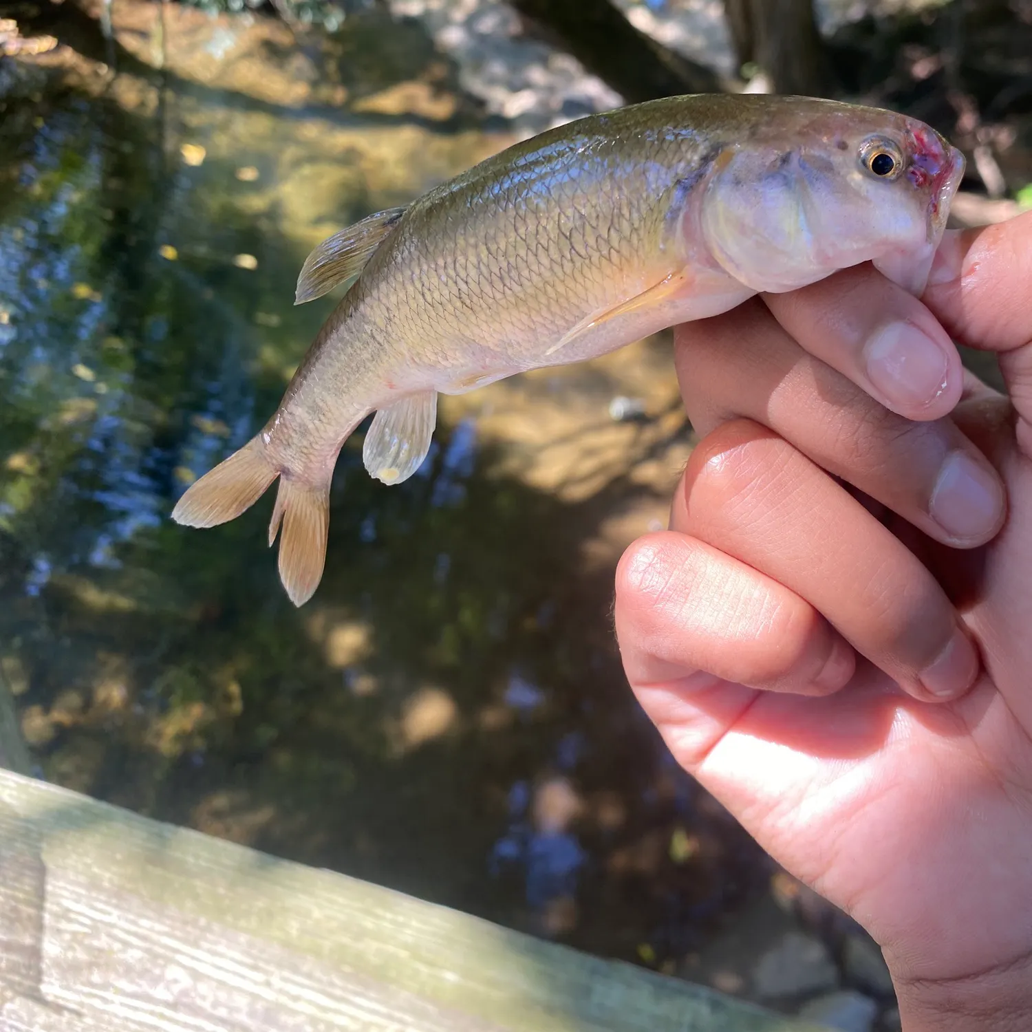 Creek chub caught on Fishbrain