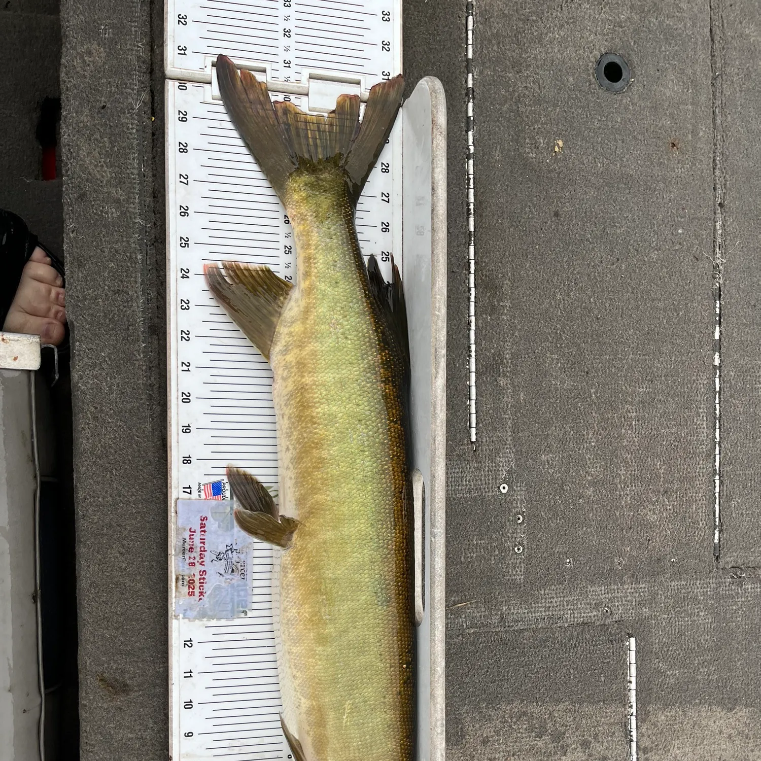 The most recent Muskellunge catches on Fishbrain