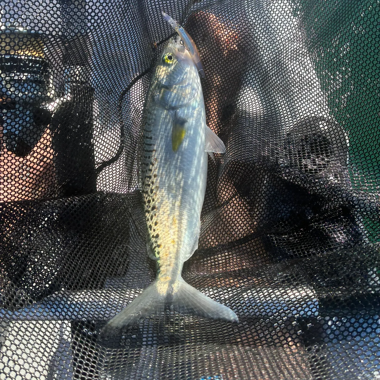 Eastern Australian salmon caught on Fishbrain