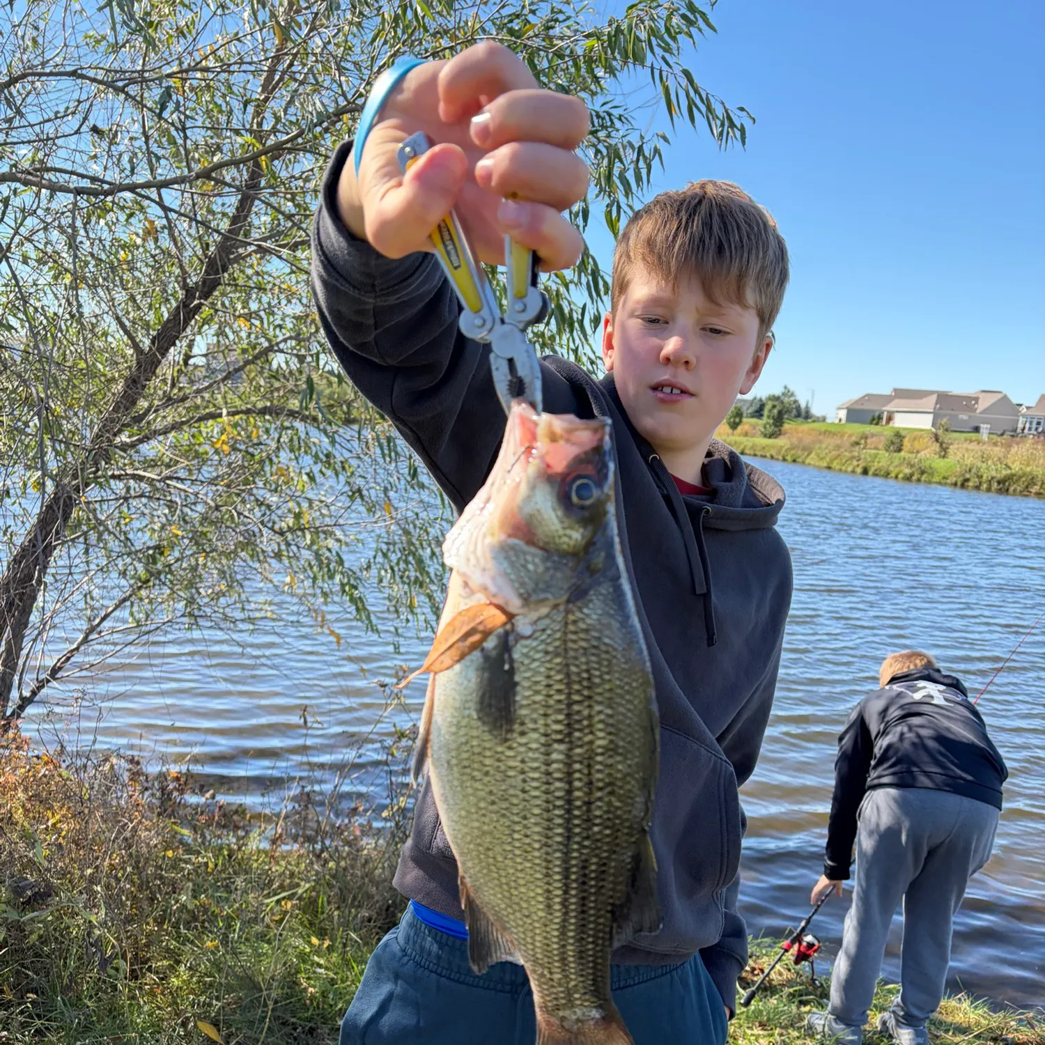 White bass caught on Fishbrain