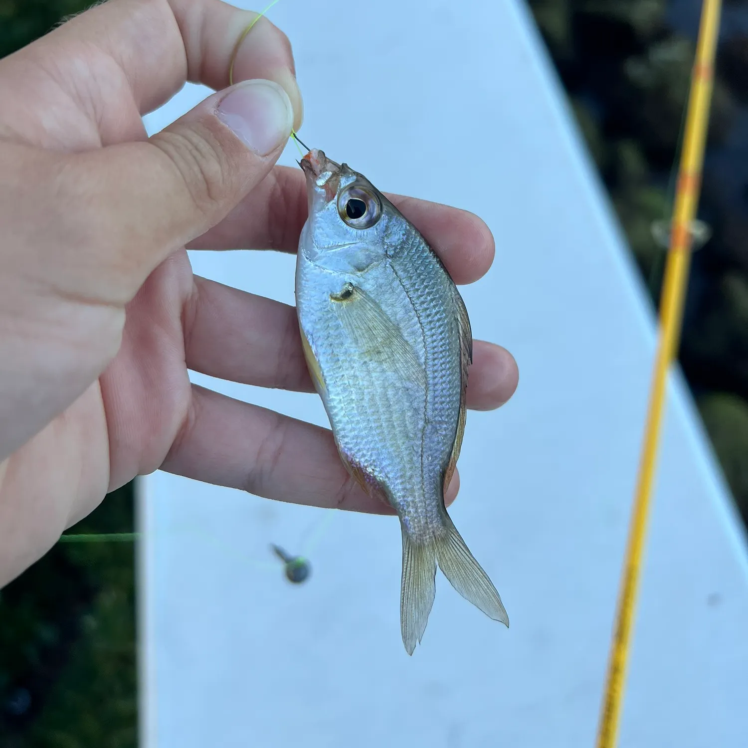 The most recent Silver jenny catches on Fishbrain