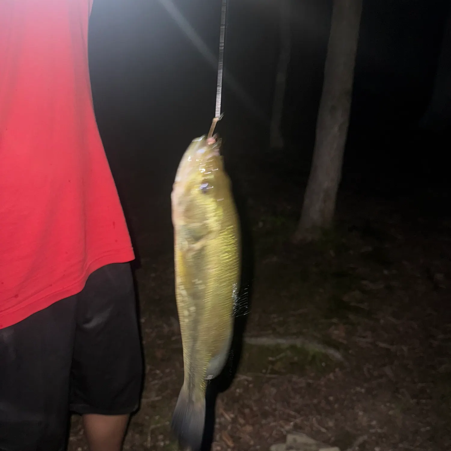 The most recent Bank sea bass catches on Fishbrain