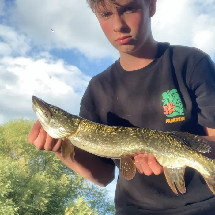 Northern pike caught on Fishbrain