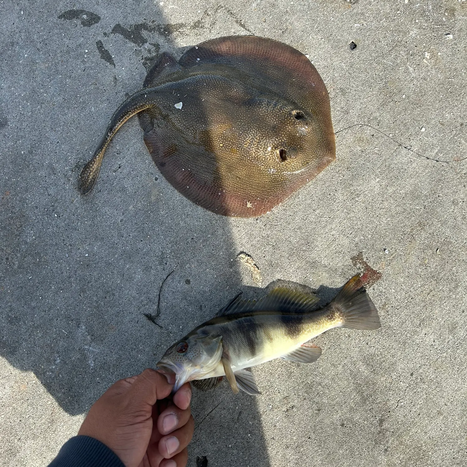 The most recent Haller's round ray catches on Fishbrain