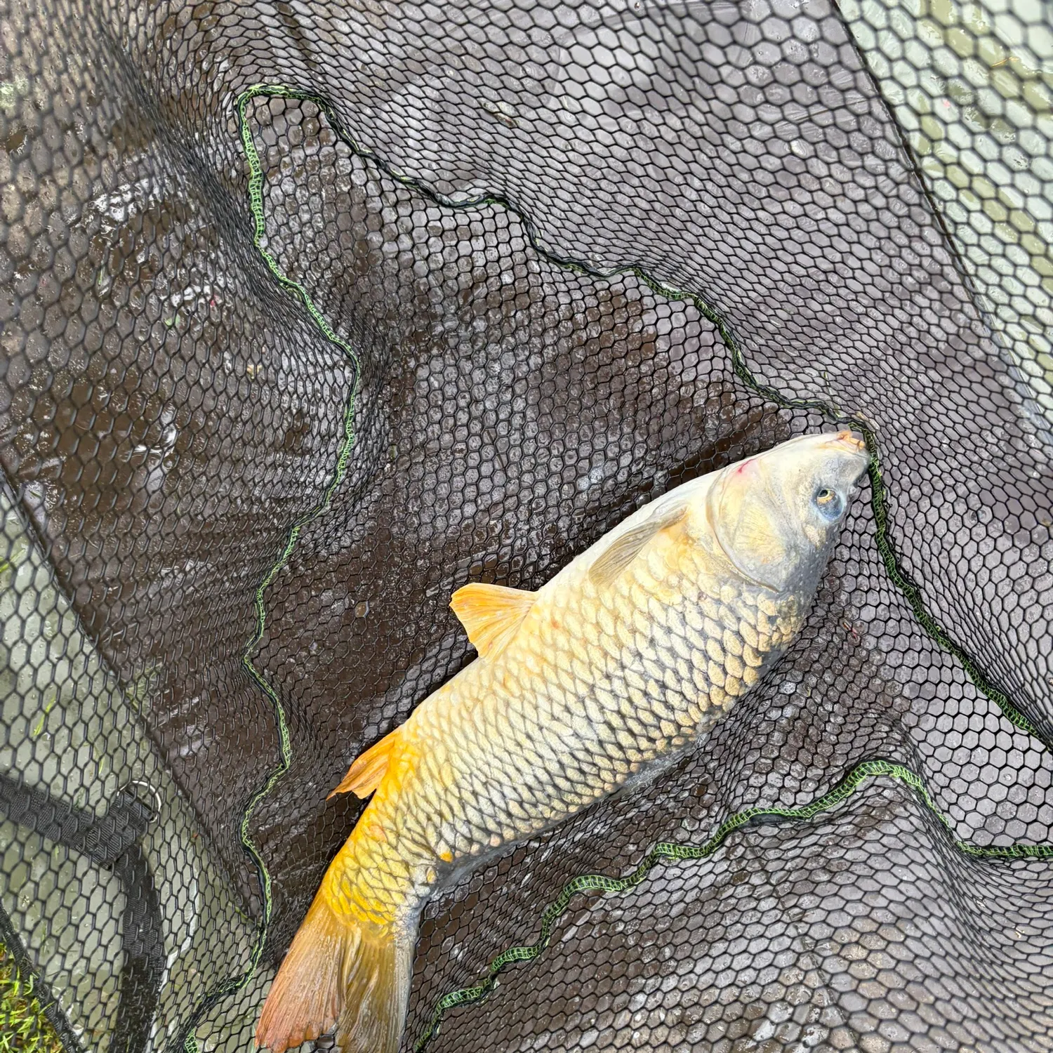 Common carp caught on Fishbrain