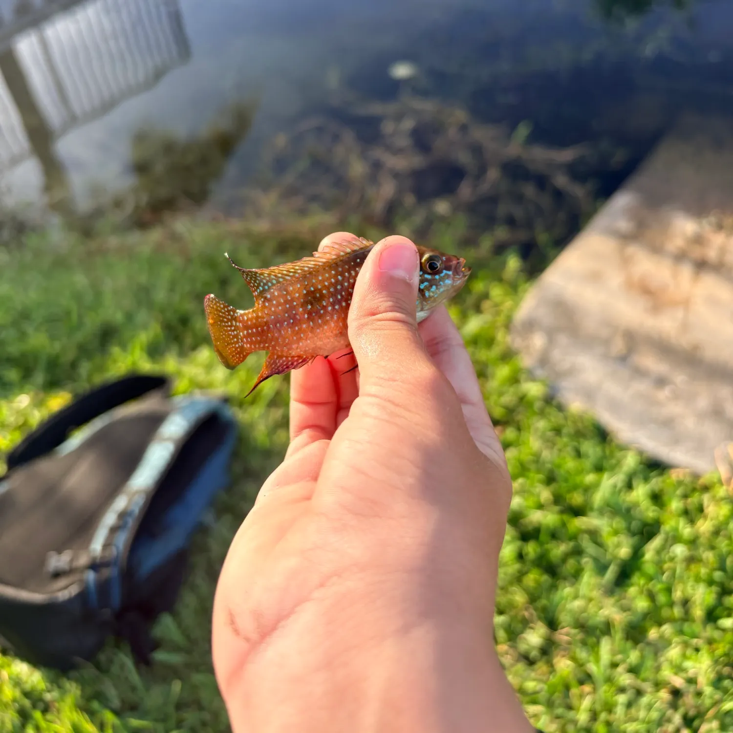The most recent African Jewelfish catches on Fishbrain
