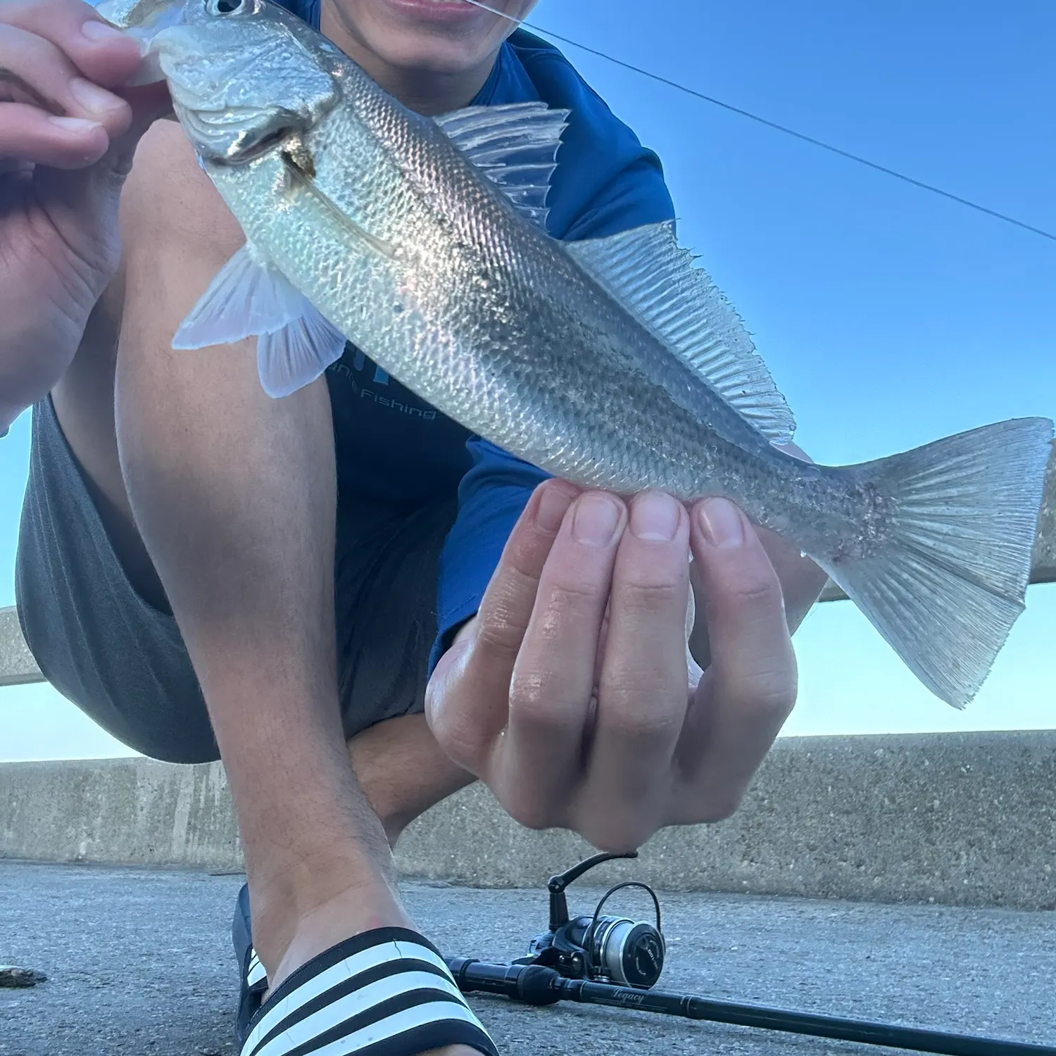 The most recent Sand seatrout catches on Fishbrain