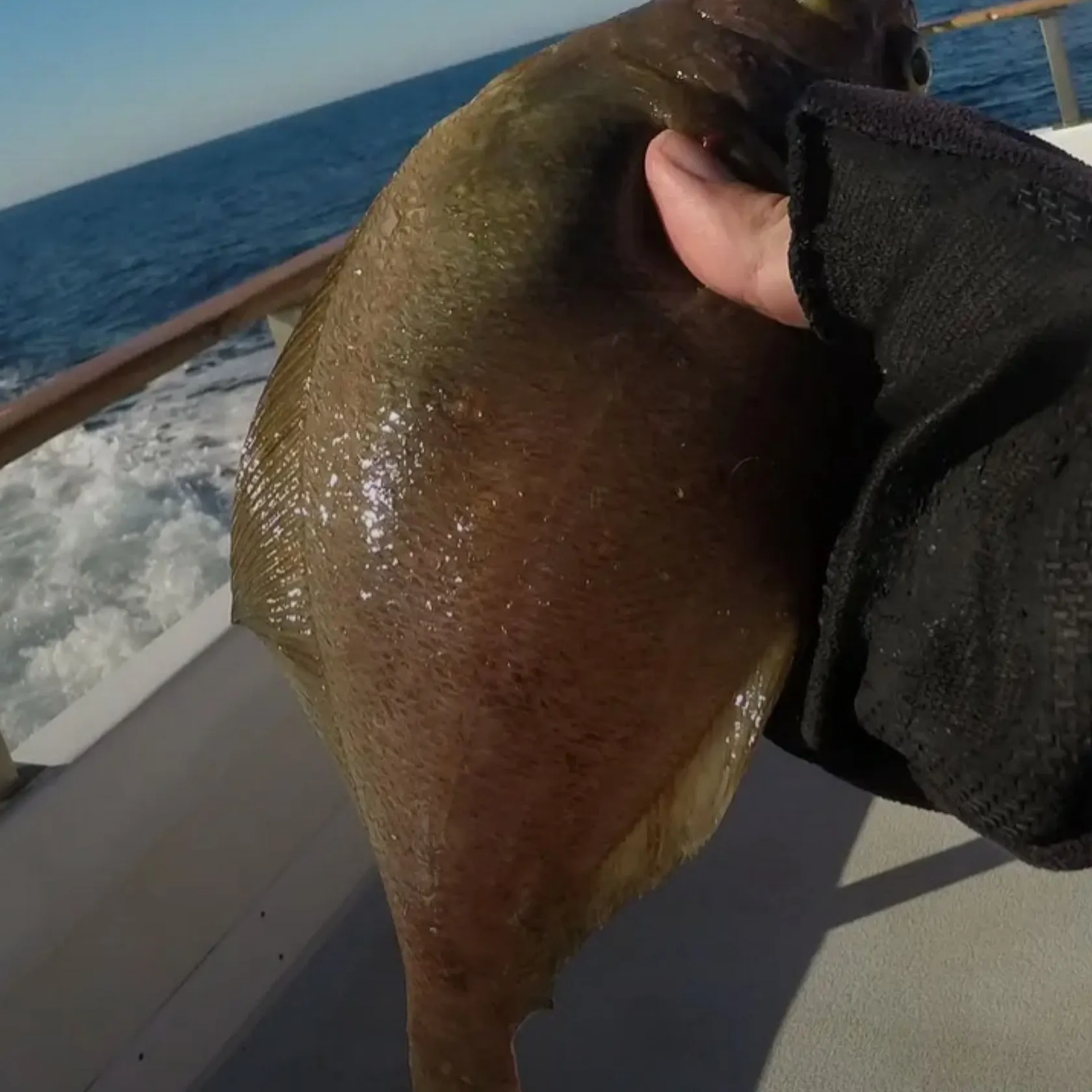 The most recent Pacific sanddab catches on Fishbrain