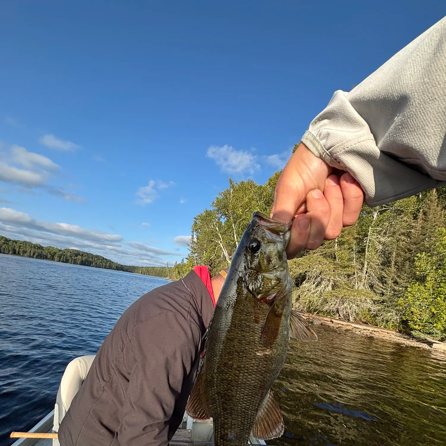 Smallmouth bass caught on Fishbrain