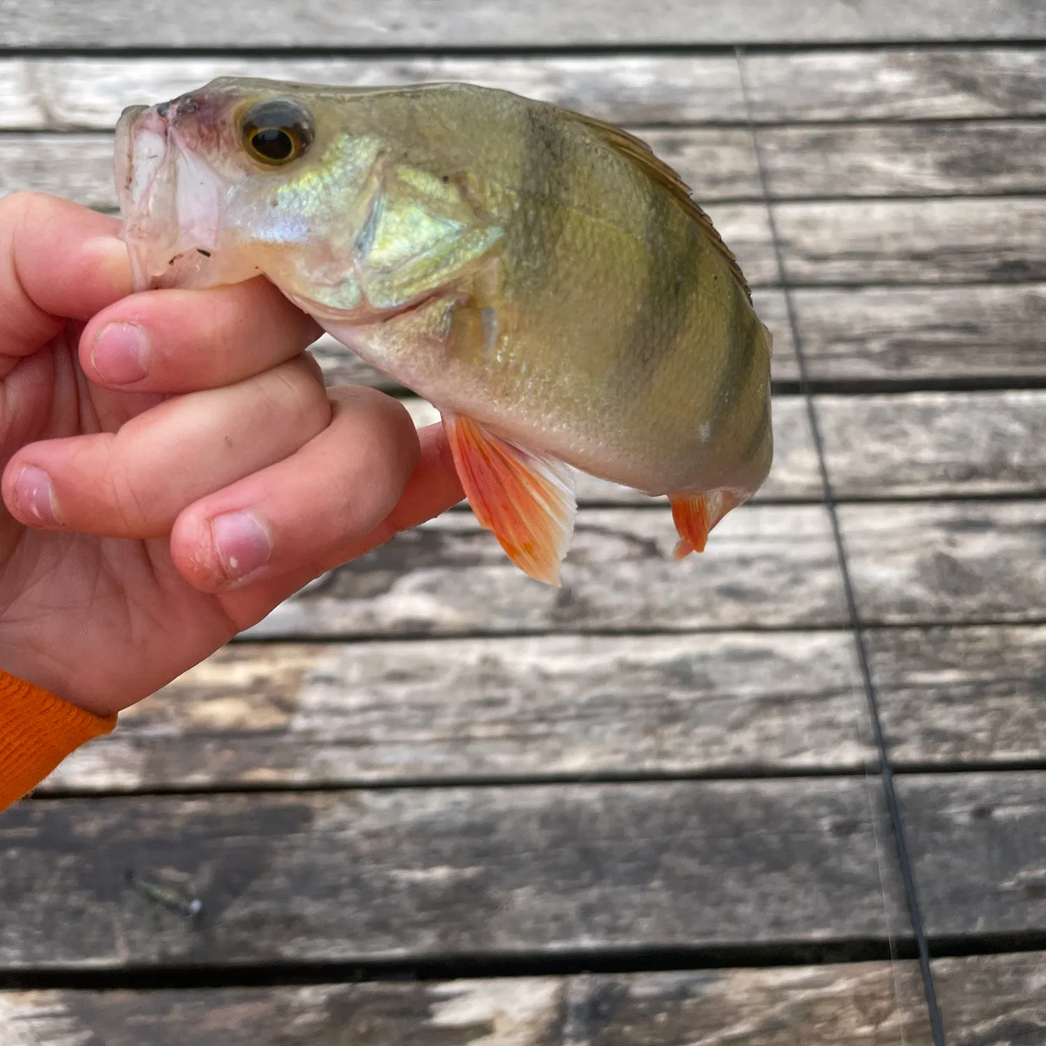 European perch caught on Fishbrain