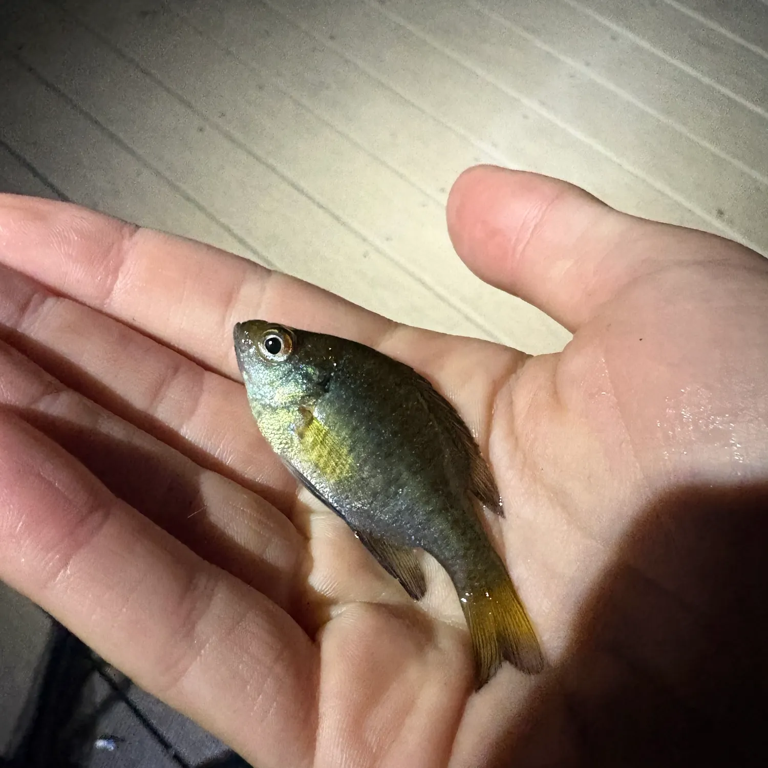 Bluegill caught on Fishbrain