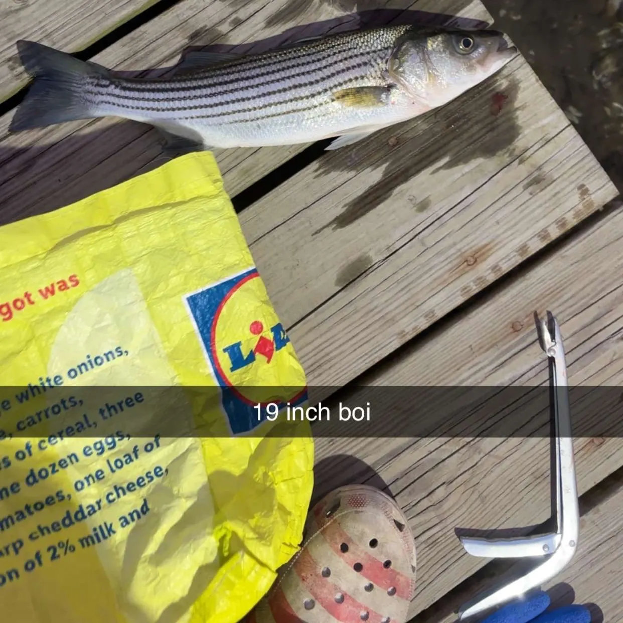 recently logged catches