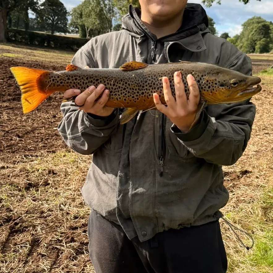 Brown trout caught on Fishbrain