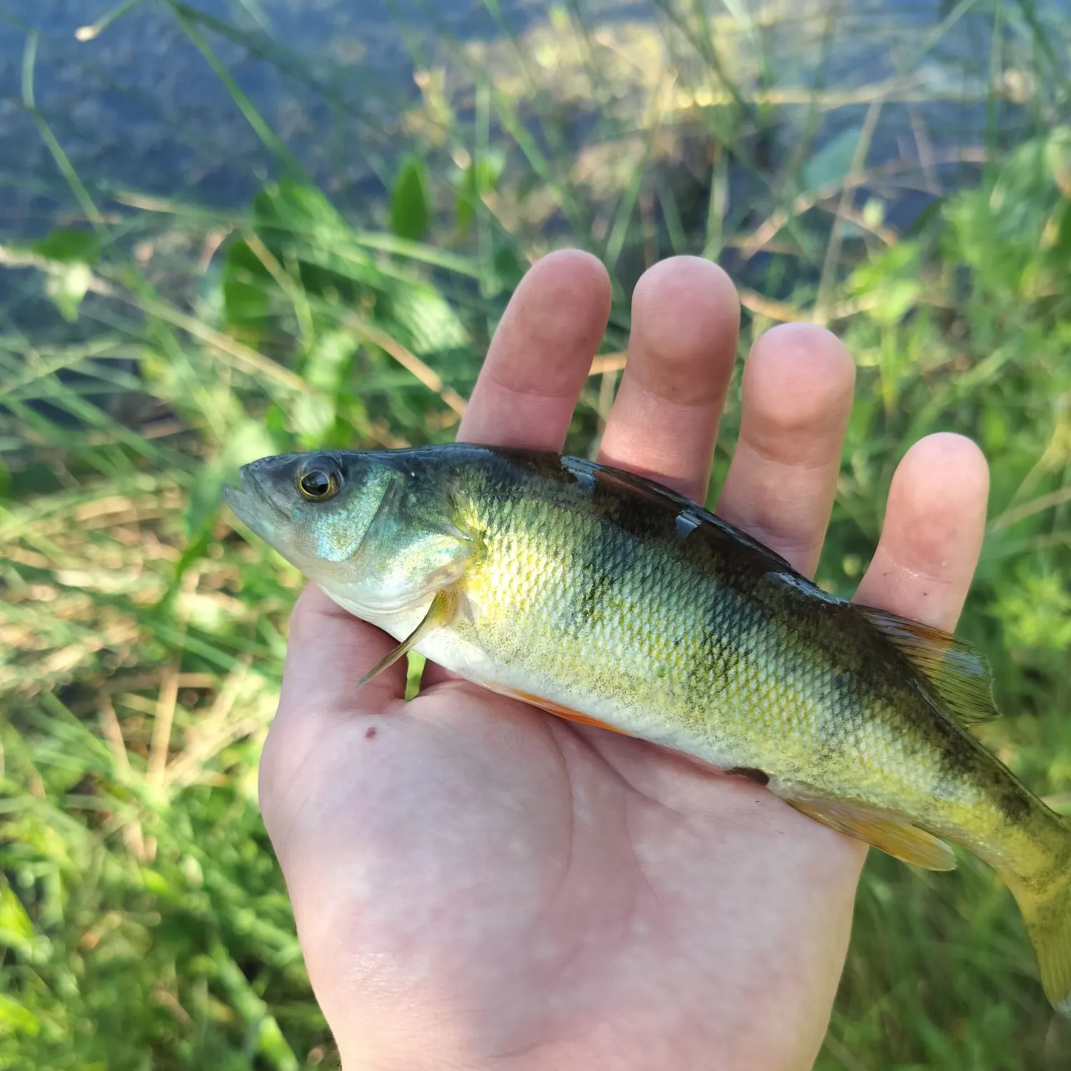 Yellow perch caught on Fishbrain
