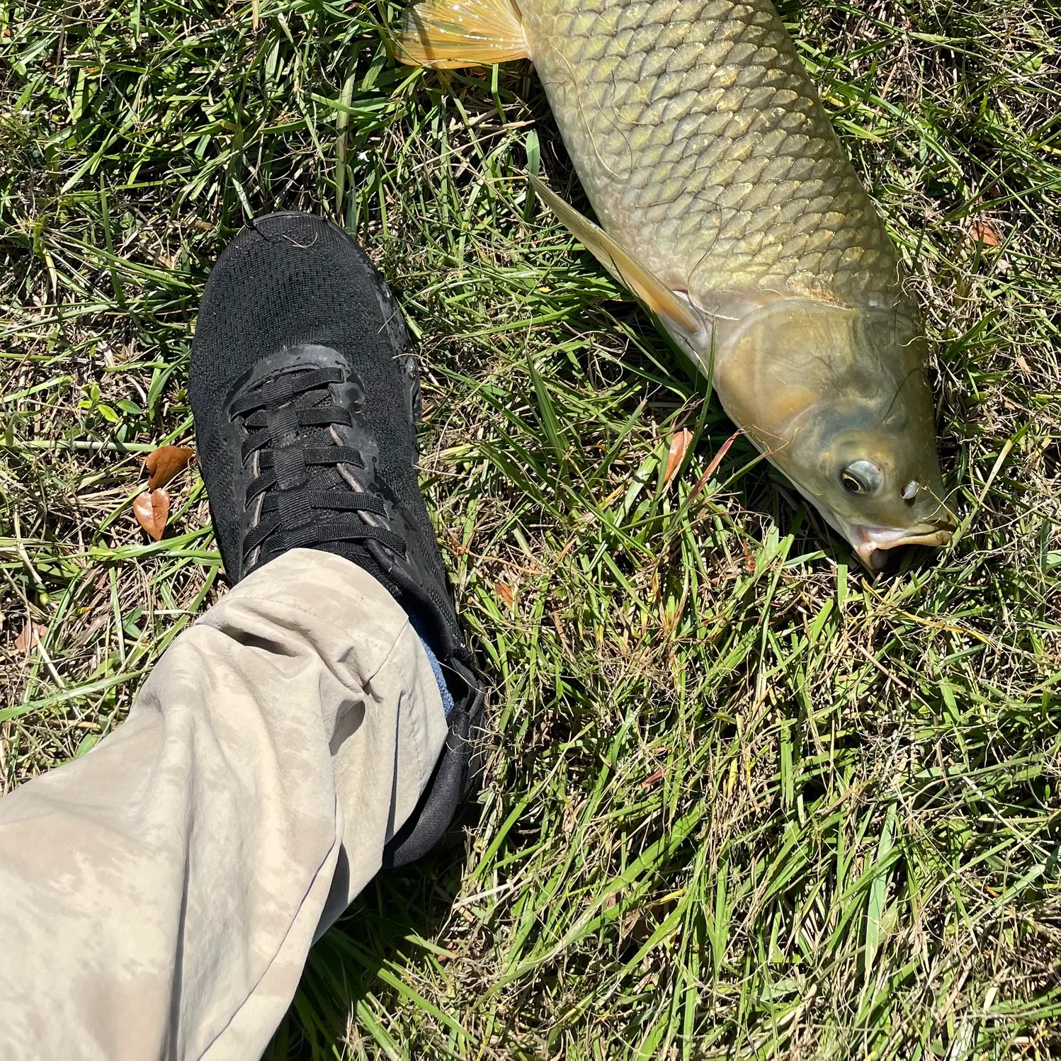 Grass carp caught on Fishbrain