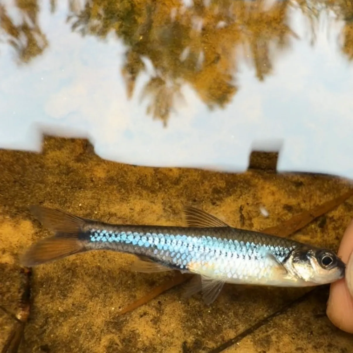 The most recent Coastal shiner catches on Fishbrain