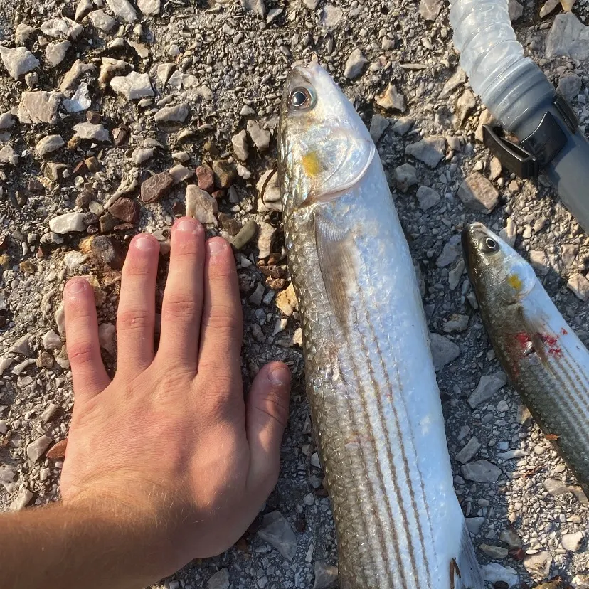 Striped mullet caught on Fishbrain