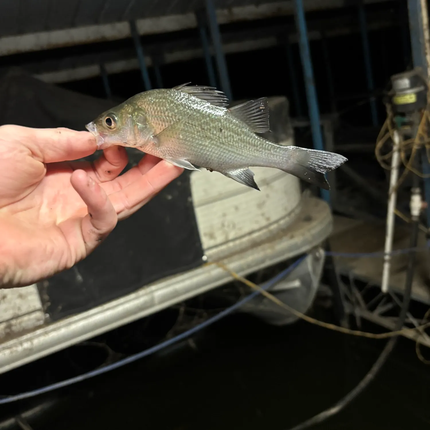 White perch caught on Fishbrain