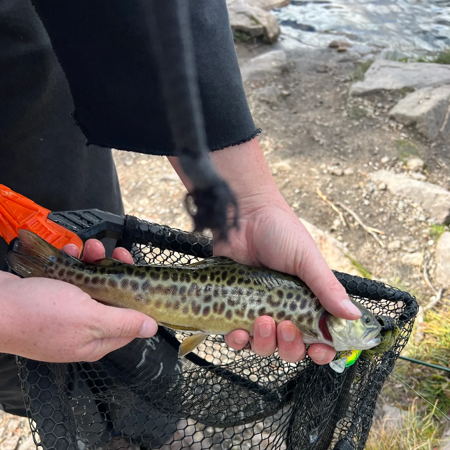 Tiger trout caught on Fishbrain