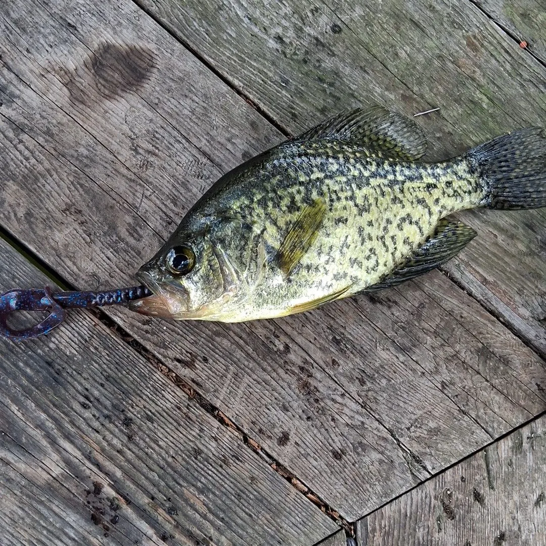 Black crappie caught on Fishbrain