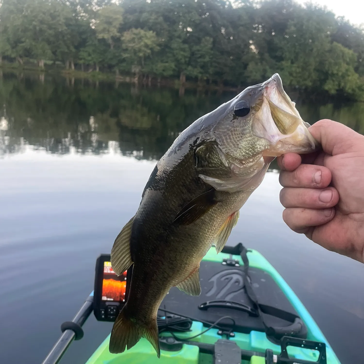 Largemouth bass caught on Fishbrain