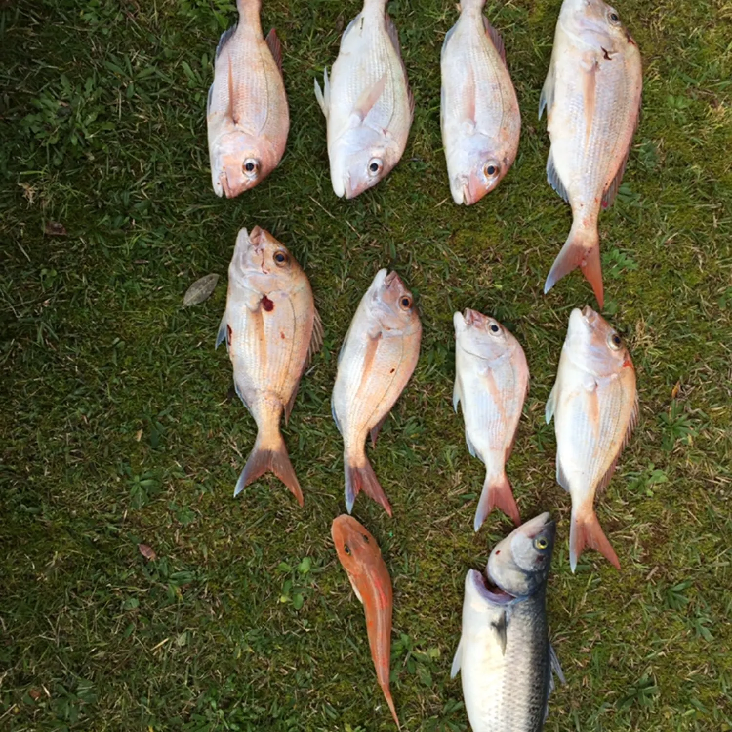 recently logged catches