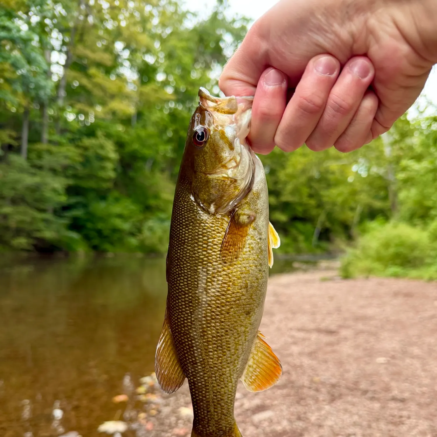 Smallmouth bass caught on Fishbrain
