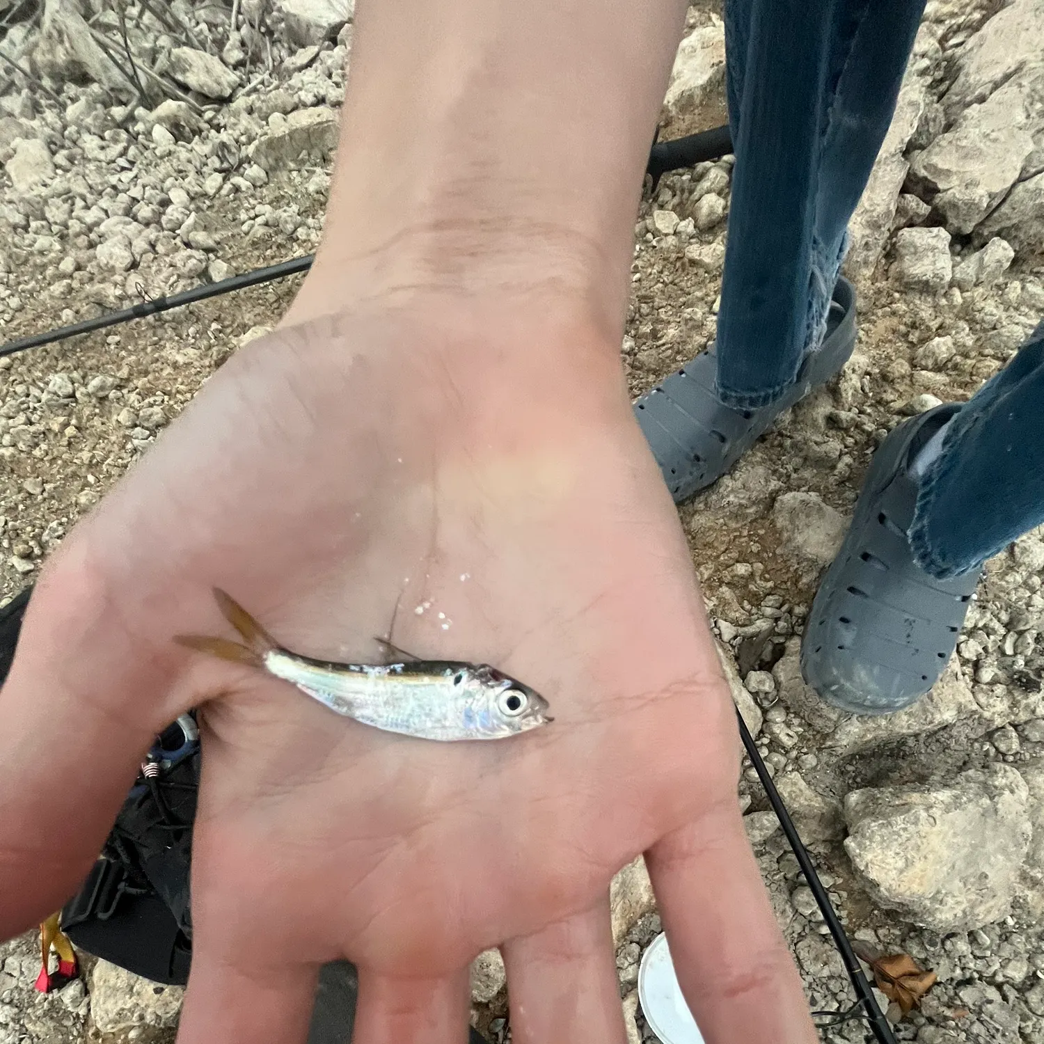 The most recent Threadfin shad catches on Fishbrain