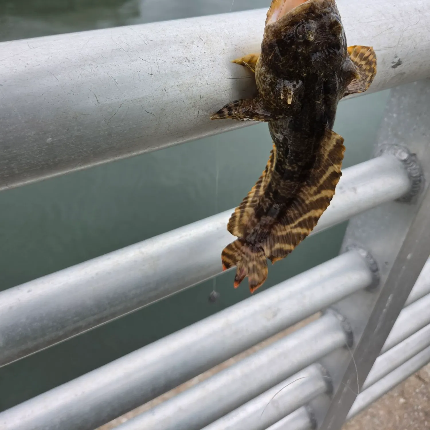 Gulf toadfish caught on Fishbrain
