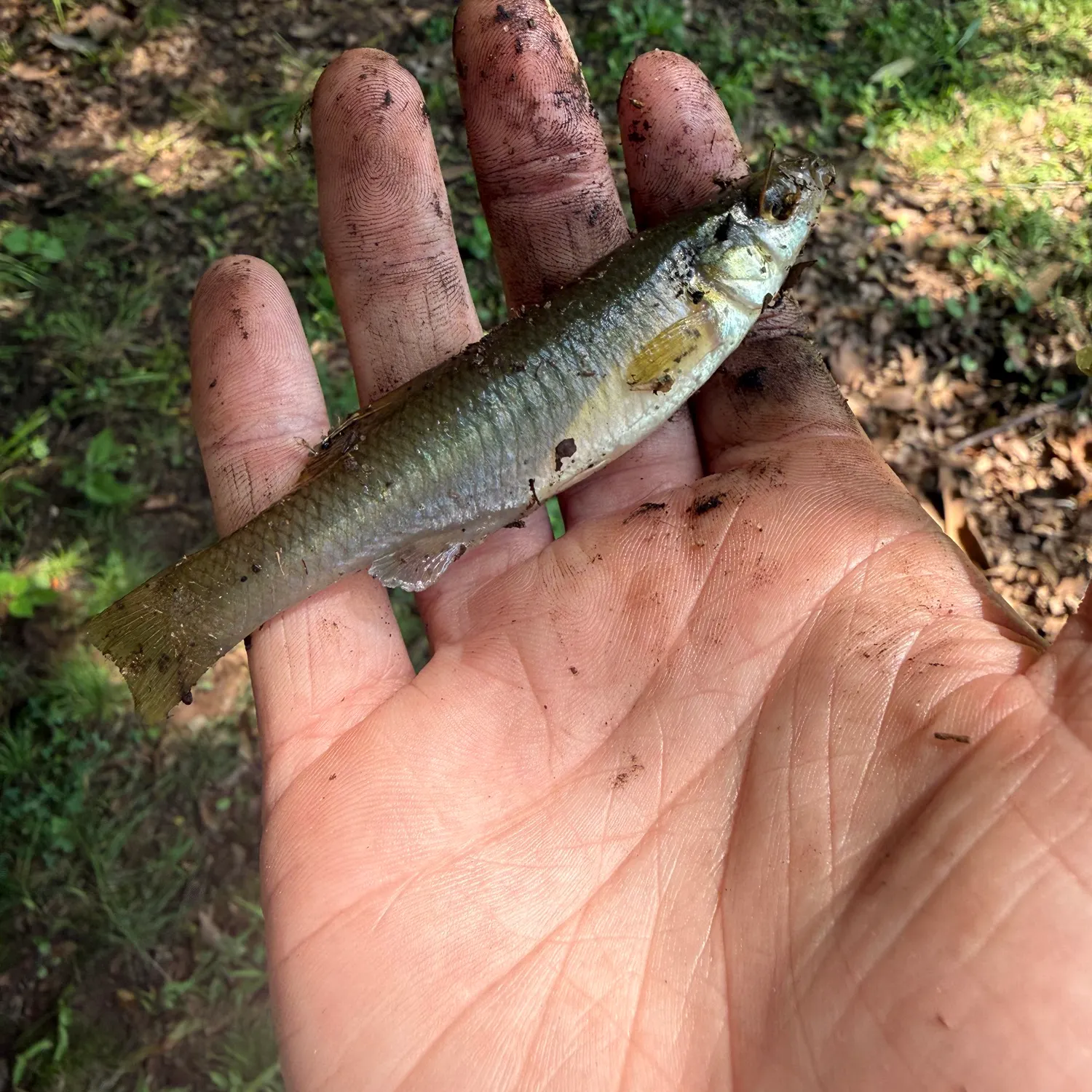 The most recent Banded killifish catches on Fishbrain