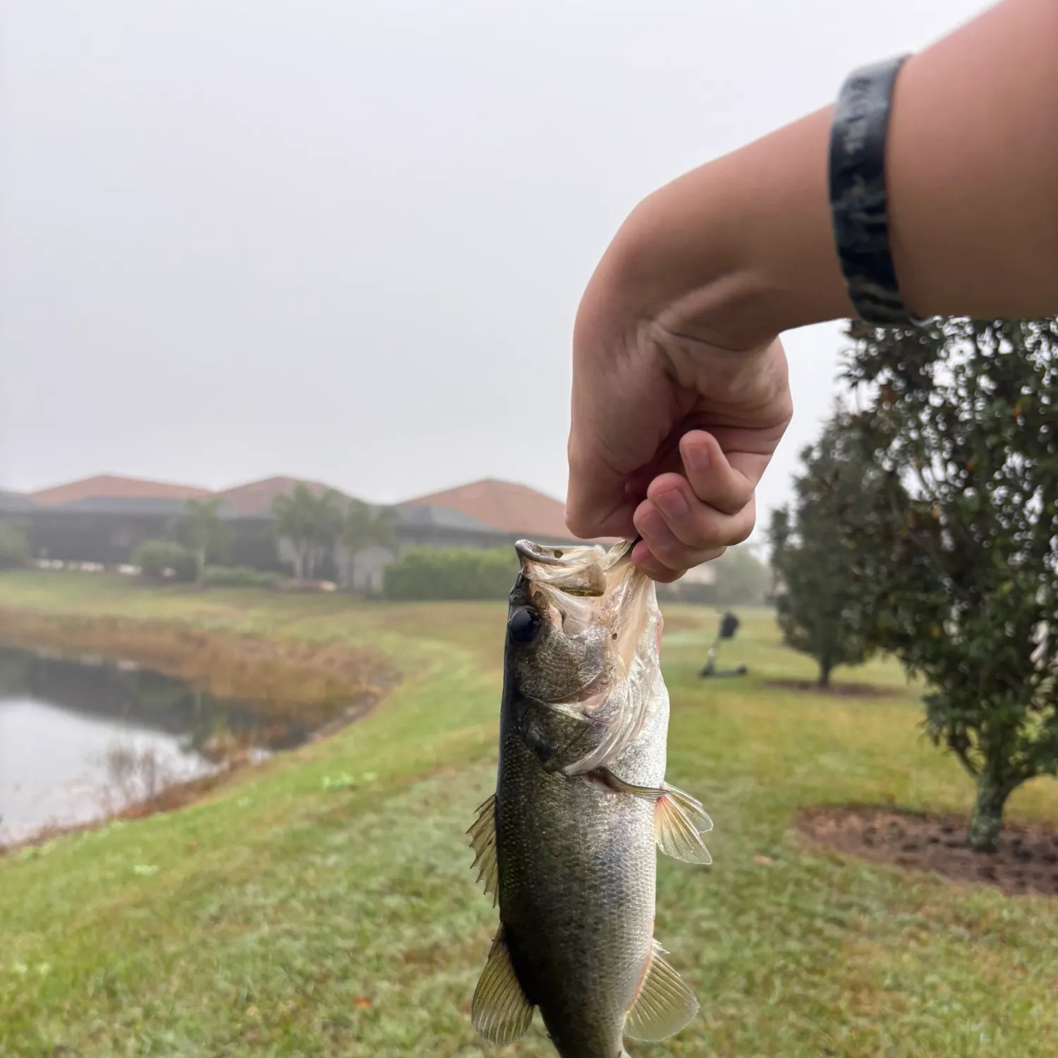 The most recent Largemouth bass catches on Fishbrain