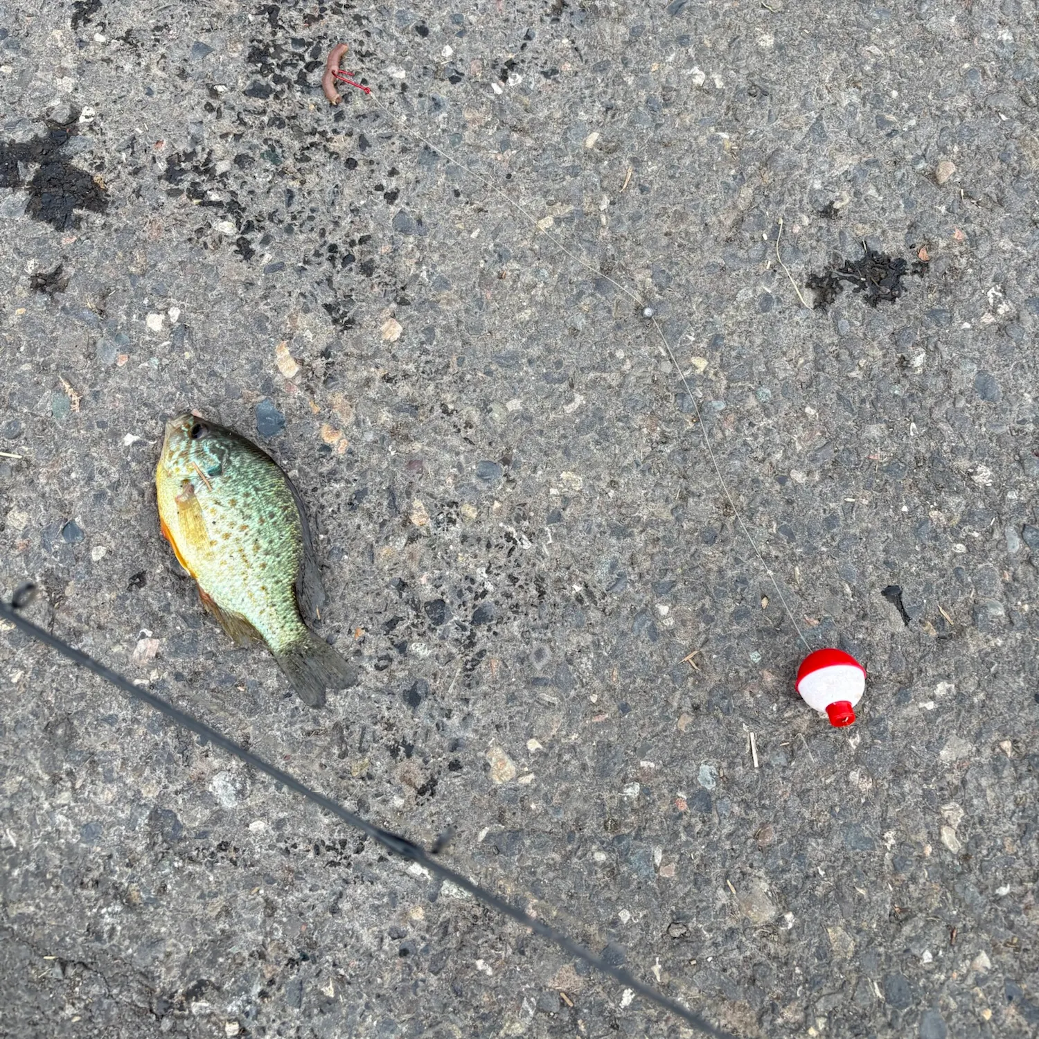 Redear sunfish caught on Fishbrain