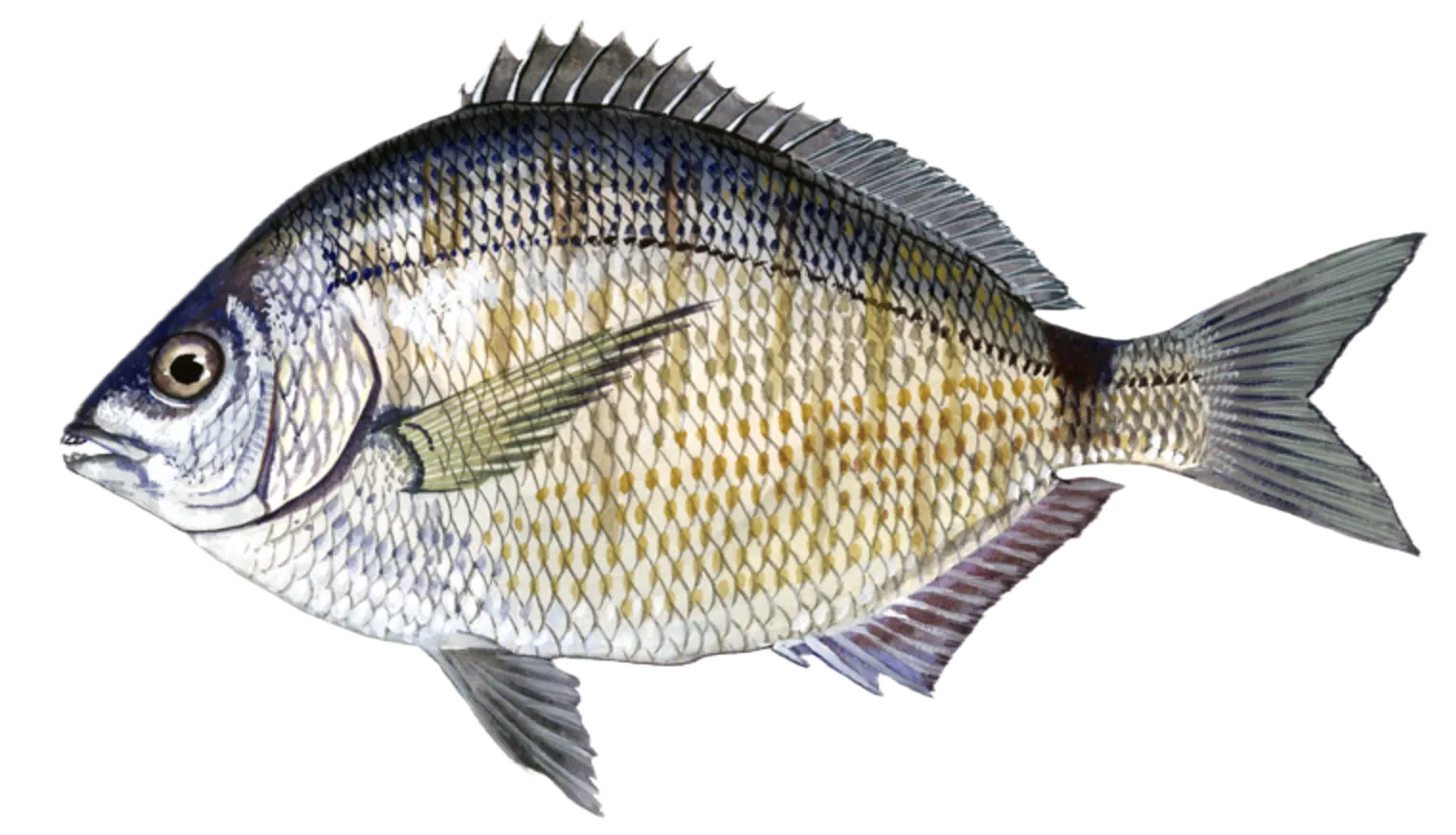 Spottail seabream