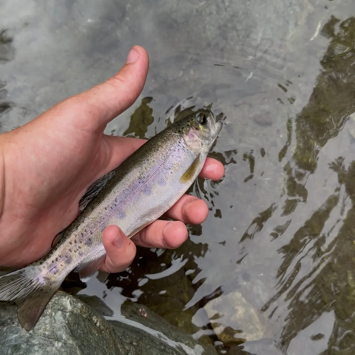 The most recent Coastal rainbow trout catches on Fishbrain
