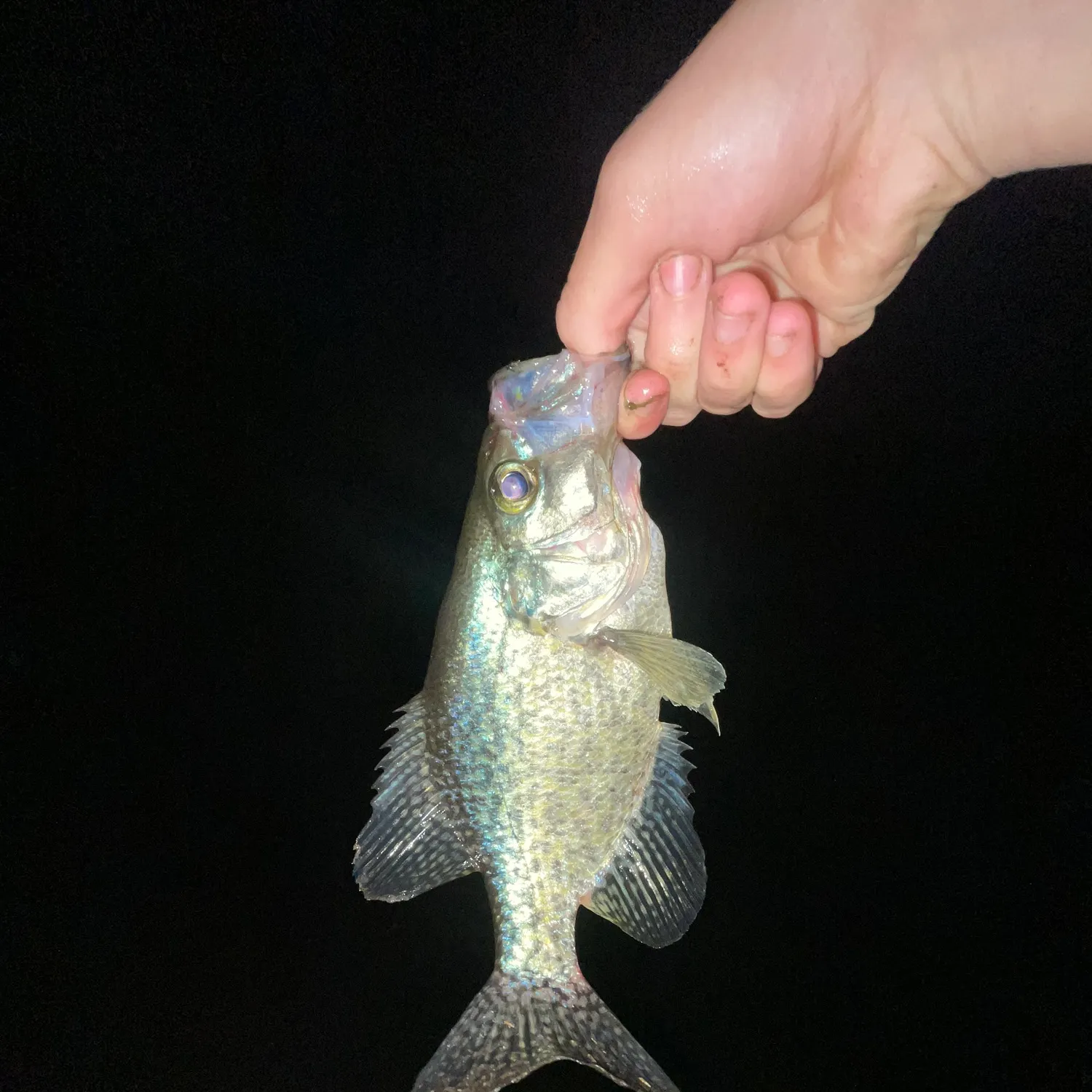 Black crappie caught on Fishbrain