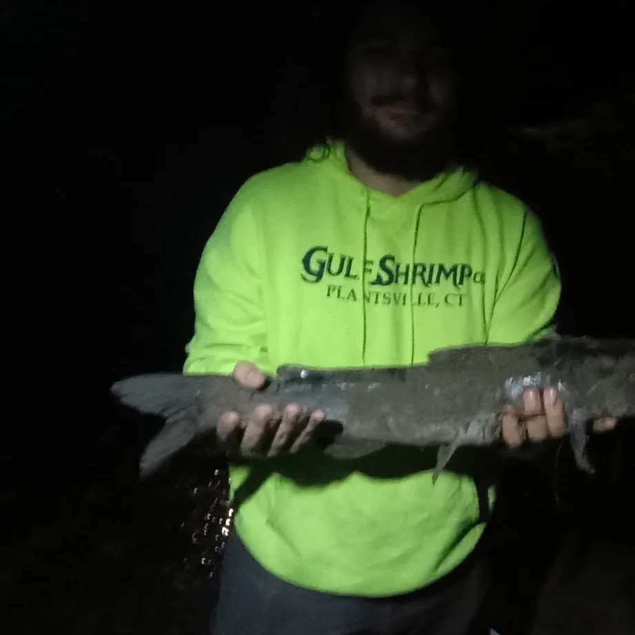 Channel catfish caught on Fishbrain