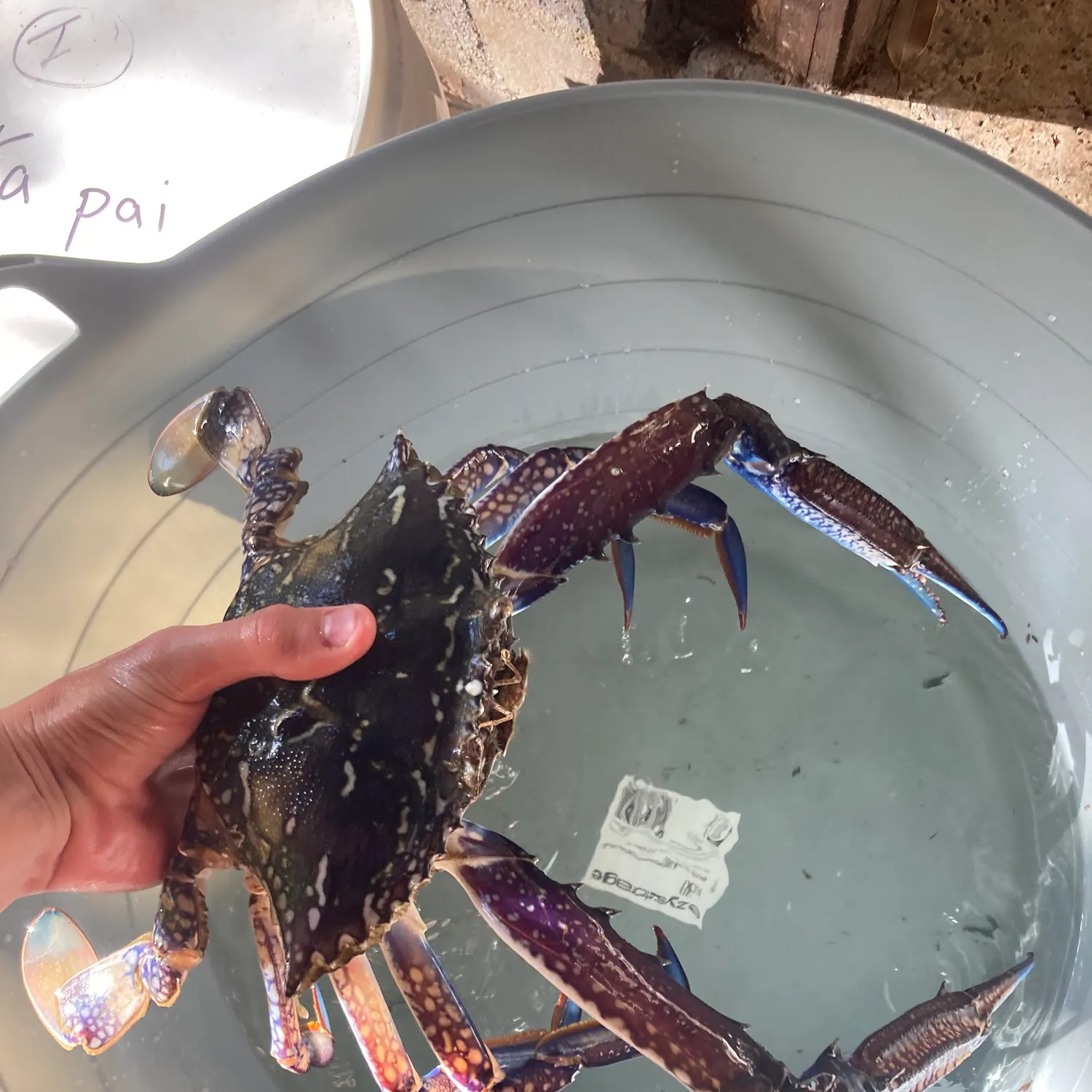 The most popular recent Blue swimmer crab catch on Fishbrain