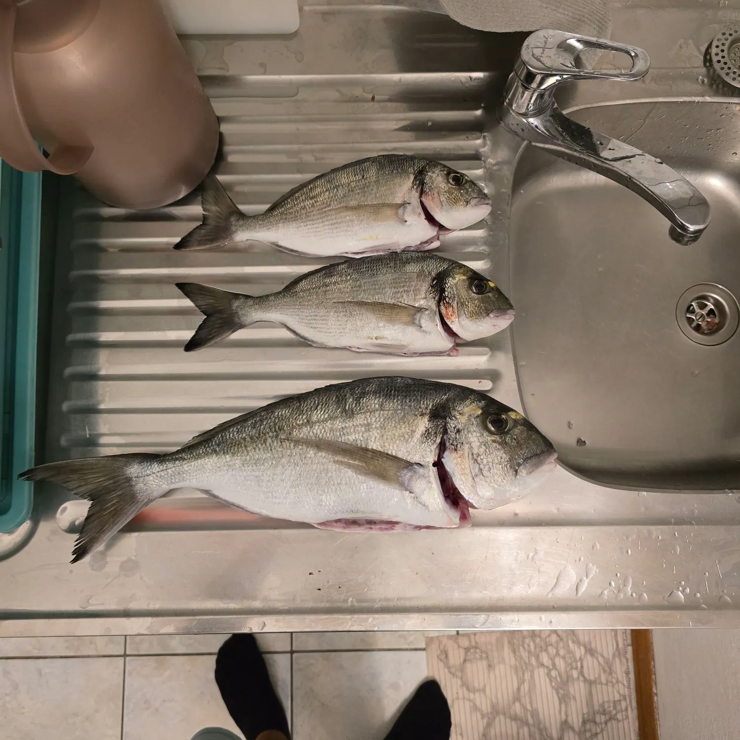 Fish caught on Fishbrain