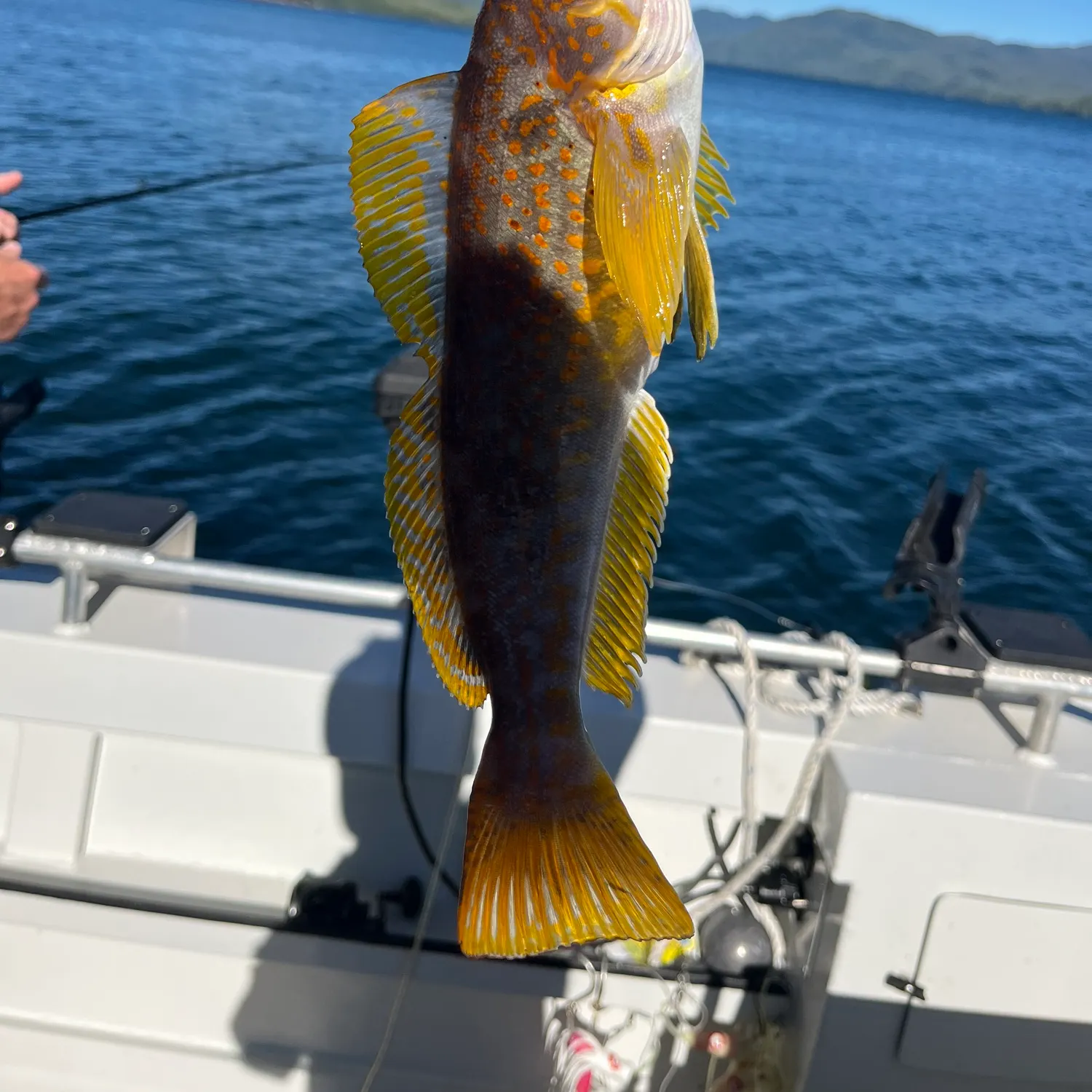 Kelp greenling caught on Fishbrain