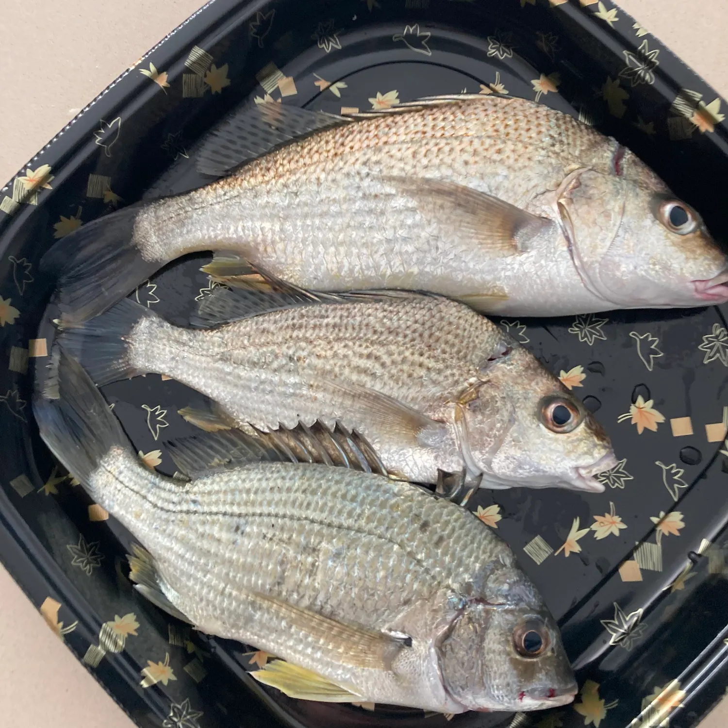 The most recent Javelin grunter catches on Fishbrain