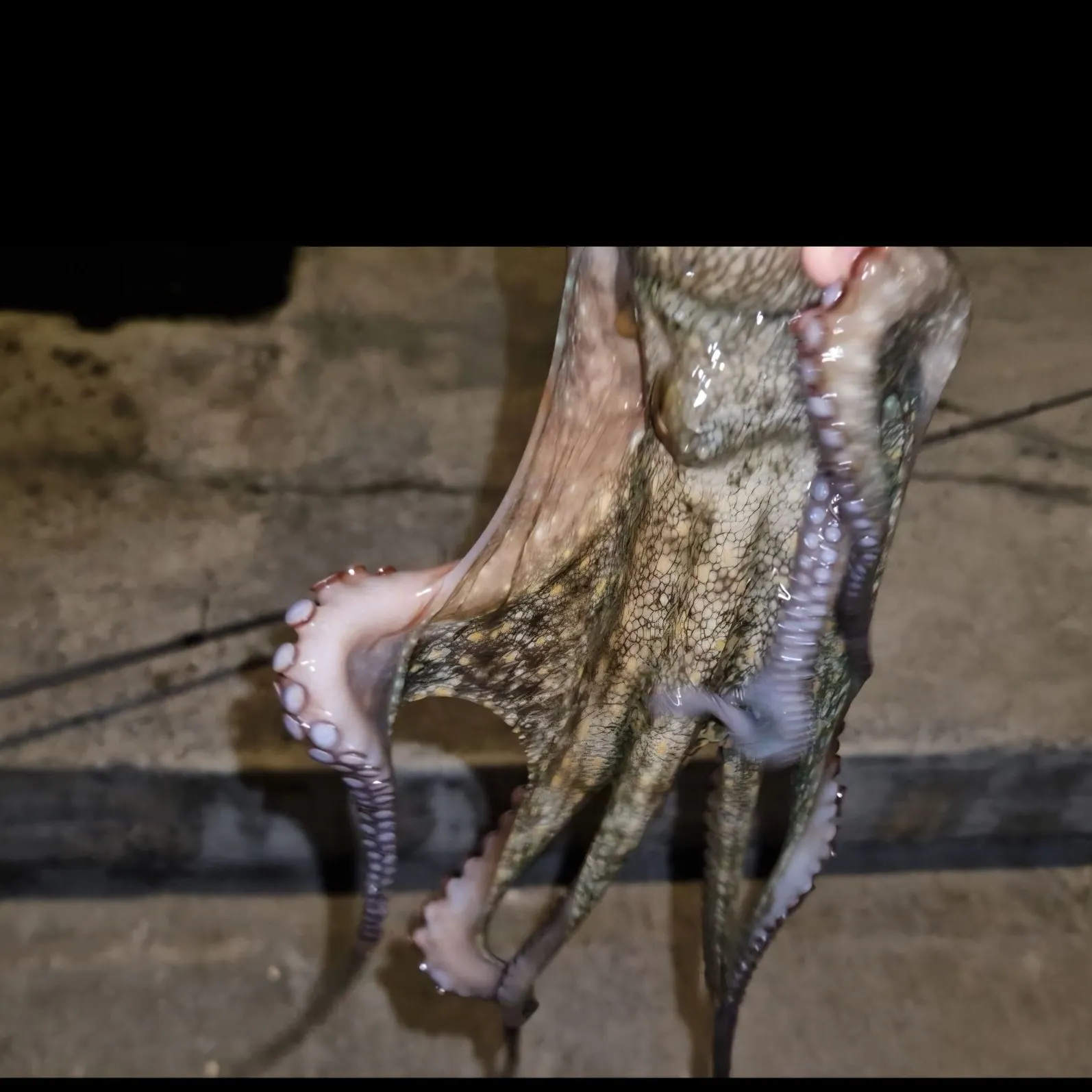 The most recent Common octopus catches on Fishbrain