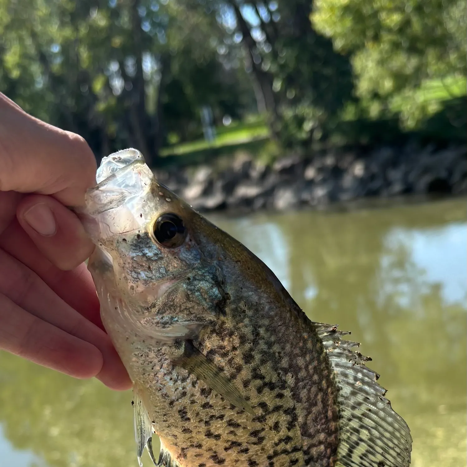 Black crappie caught on Fishbrain