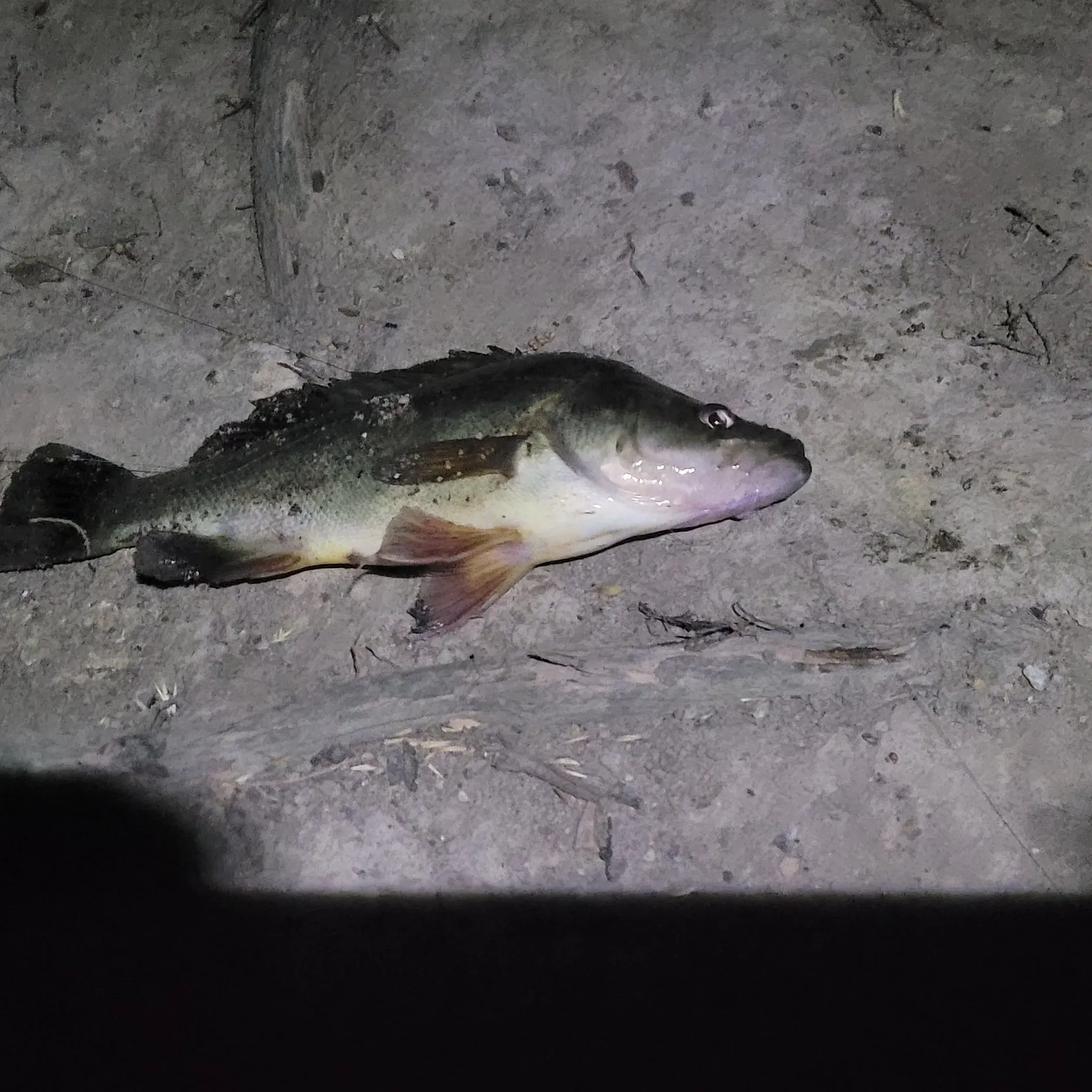 The most recent Golden perch catches on Fishbrain