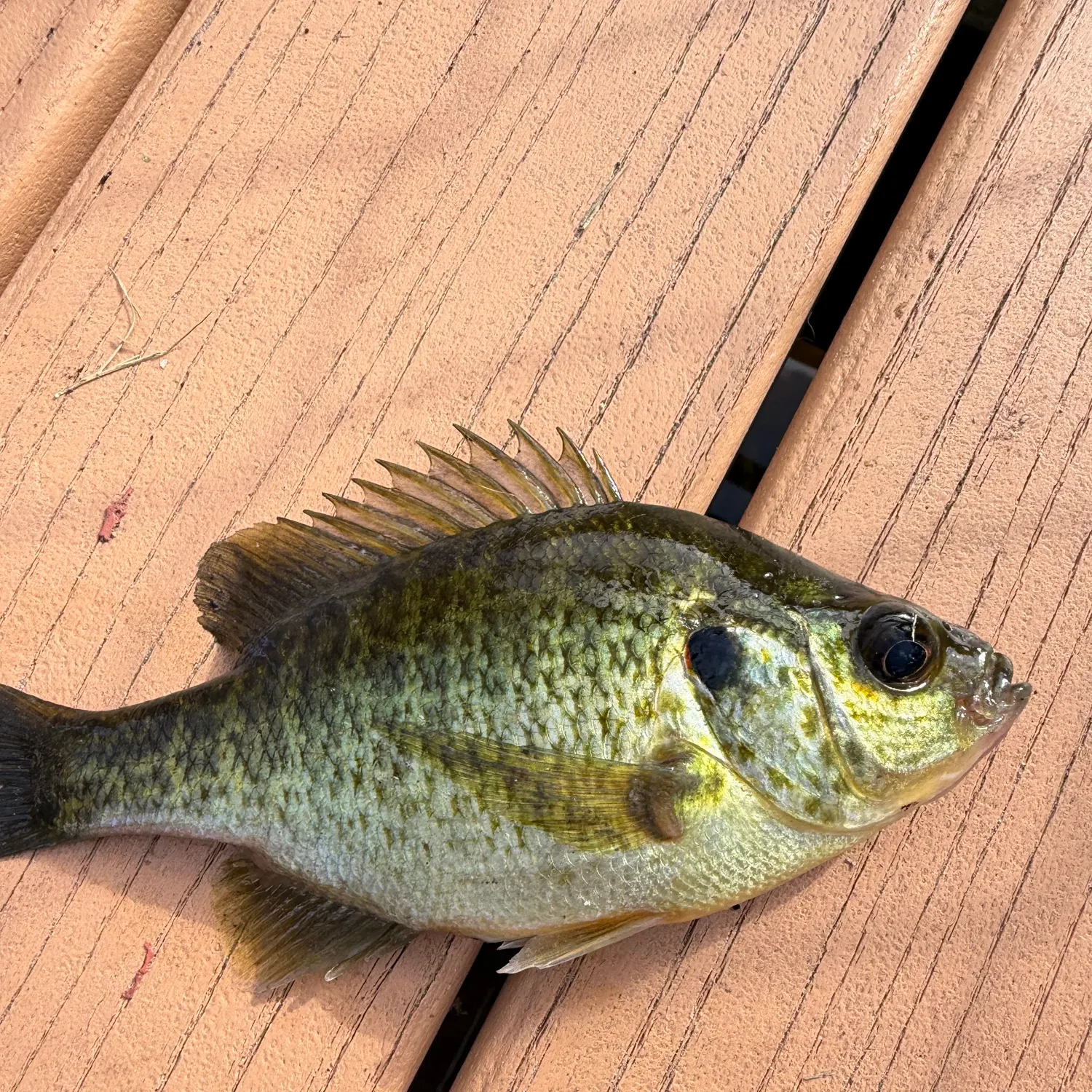 Bluegill caught on Fishbrain