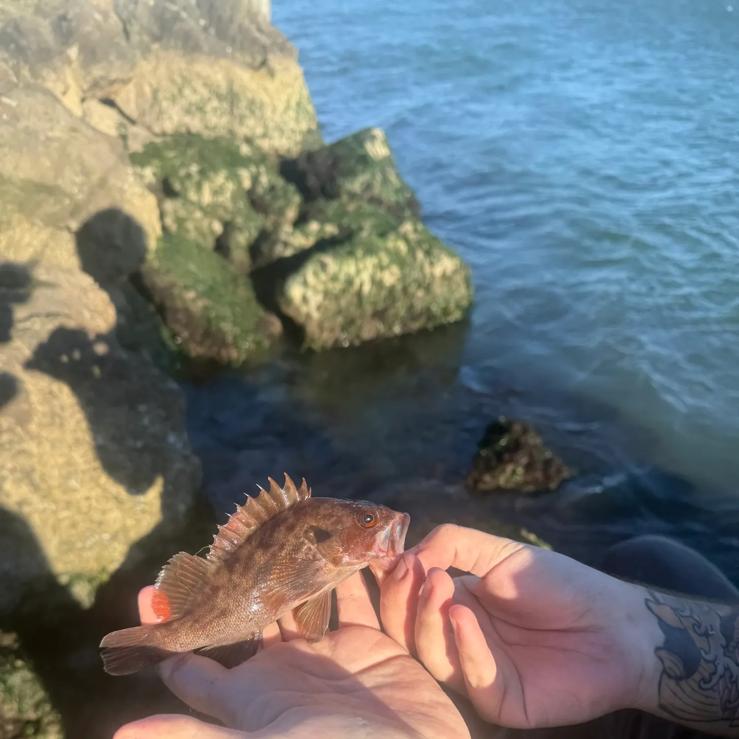 Brown rockfish caught on Fishbrain