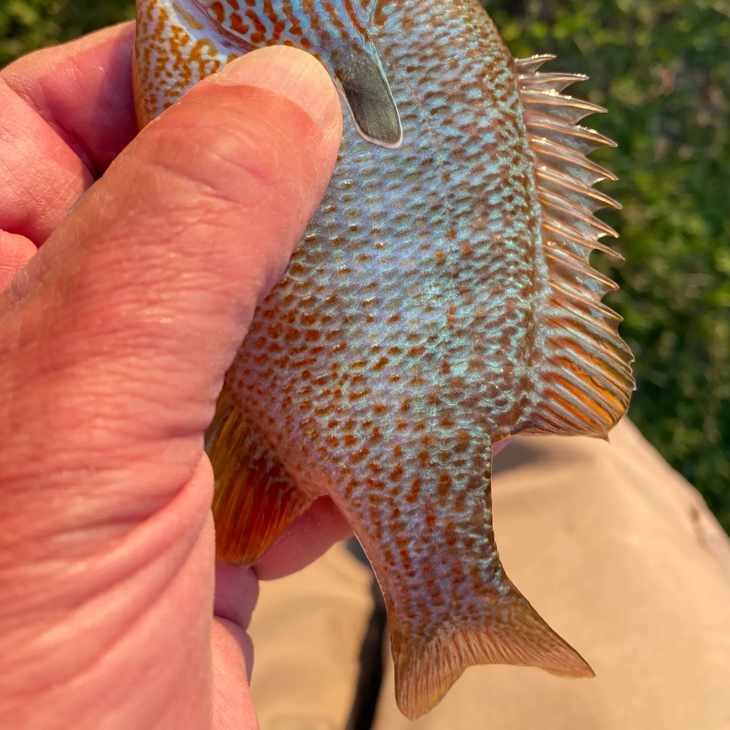 The most popular recent Dollar sunfish catch on Fishbrain